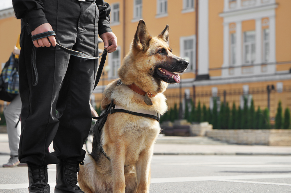 Canine security